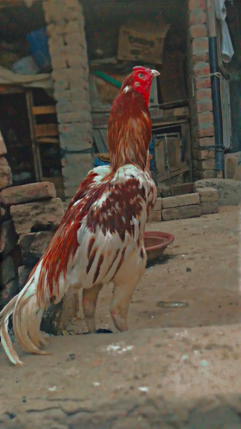 Aseel — photo 3