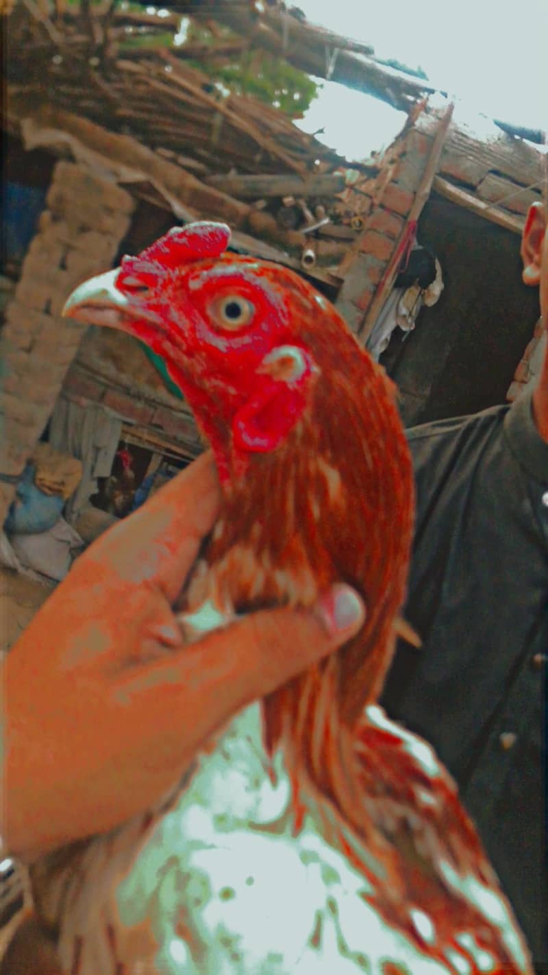Aseel 3
