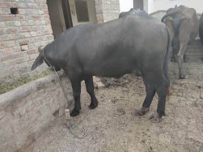 2 tyar jhoti for sale