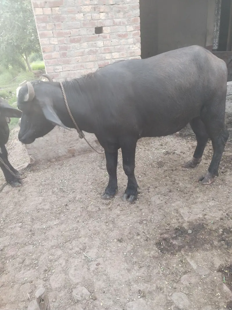 2 tyar jhoti for sale — photo 2