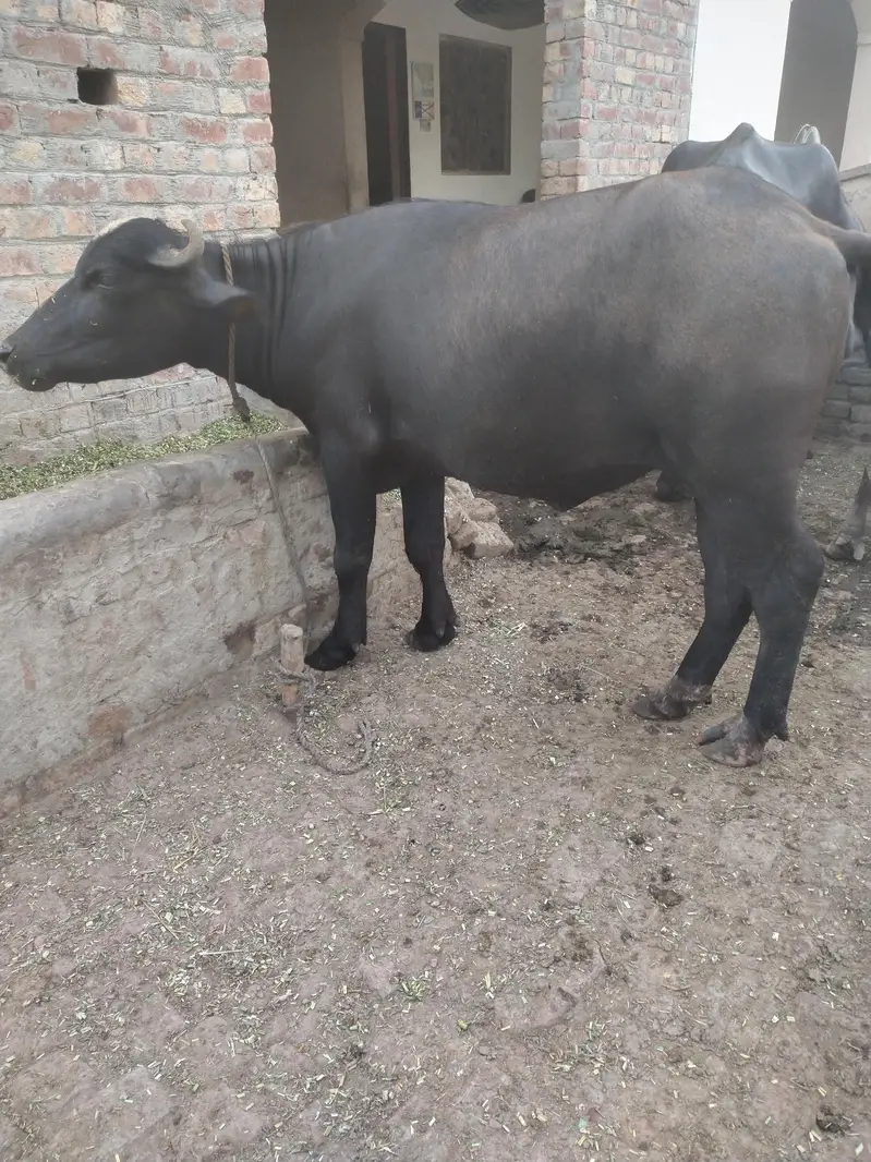 2 tyar jhoti for sale — photo 3