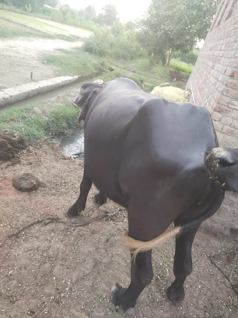 2 tyar jhoti for sale — photo 4