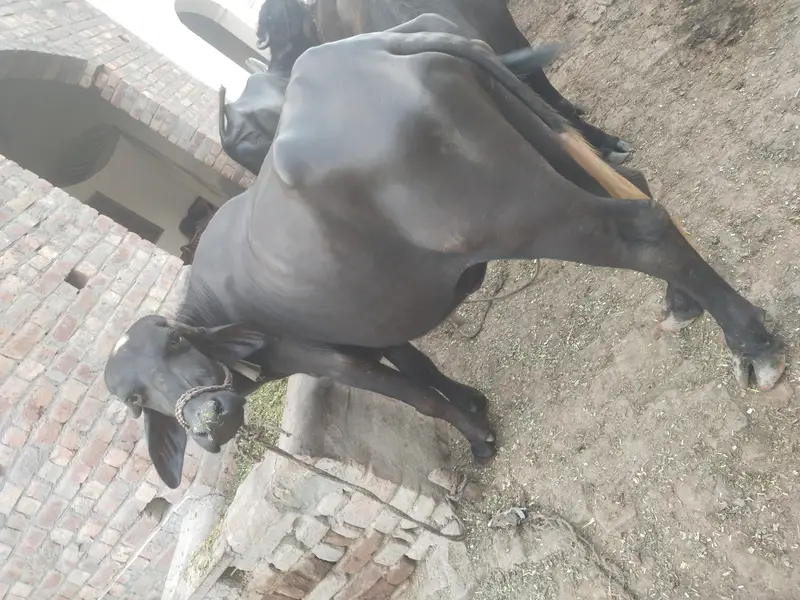 2 tyar jhoti for sale — photo 5