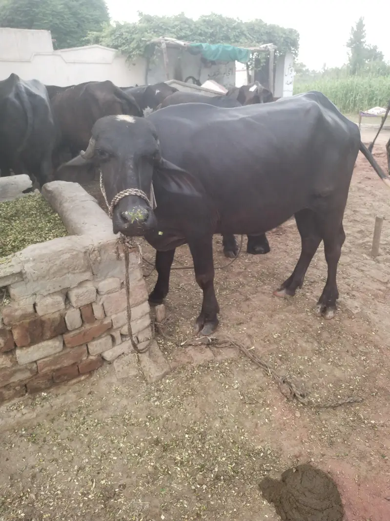 2 tyar jhoti for sale — photo 6