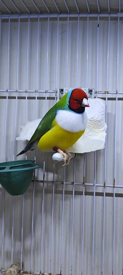 Lady Gouldian Finch Spanish Line Exhibition Show Quality | Ring Banded