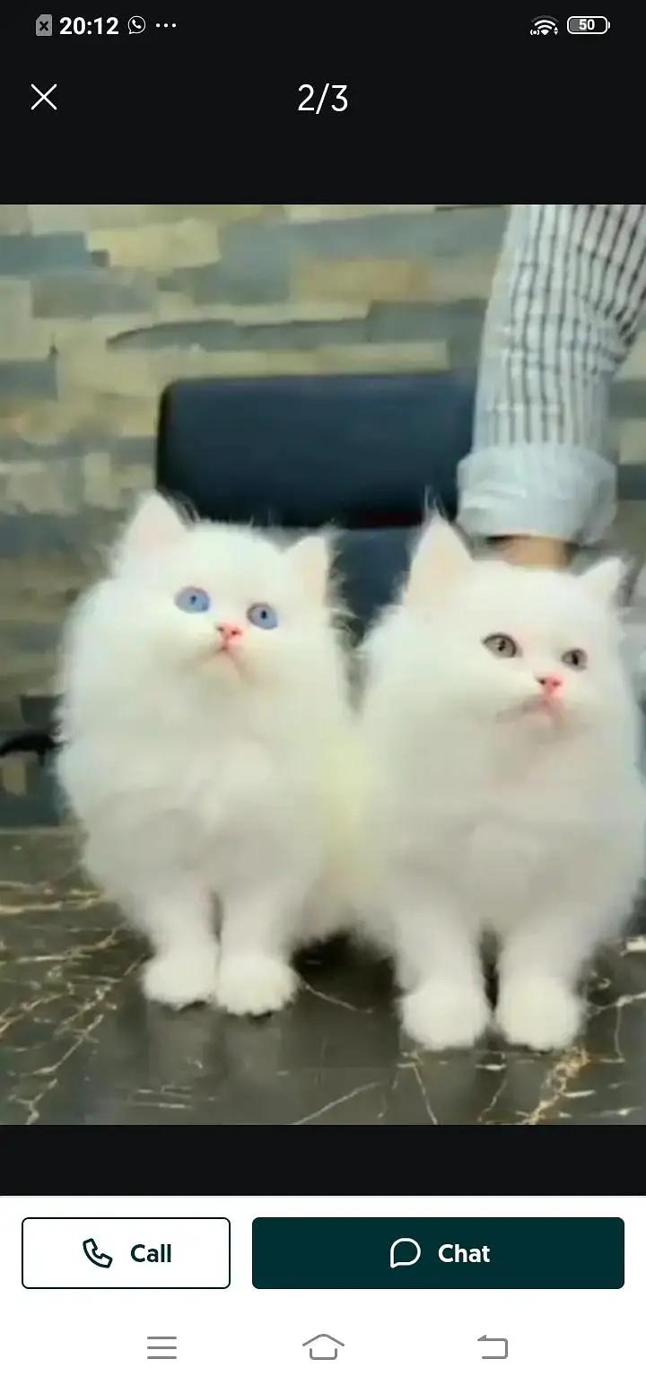 Persian cat for sale or female WhatsApp number3313091788 — photo 2