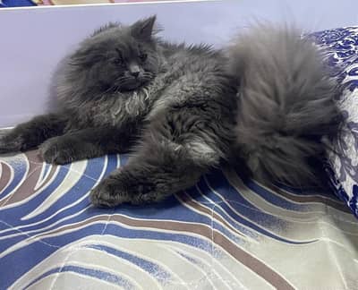 Blue Persian cat