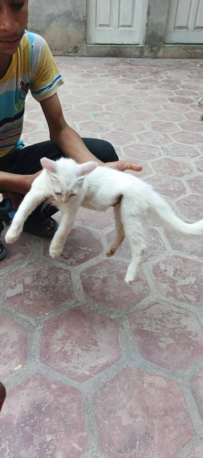 healthy kitten