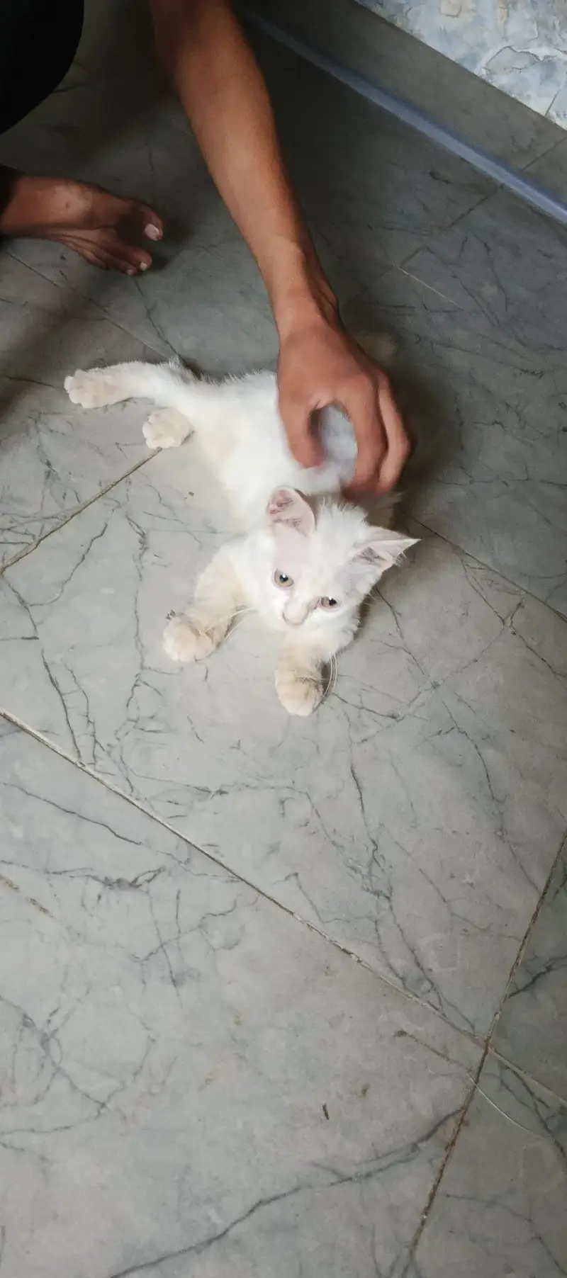 healthy kitten — photo 2
