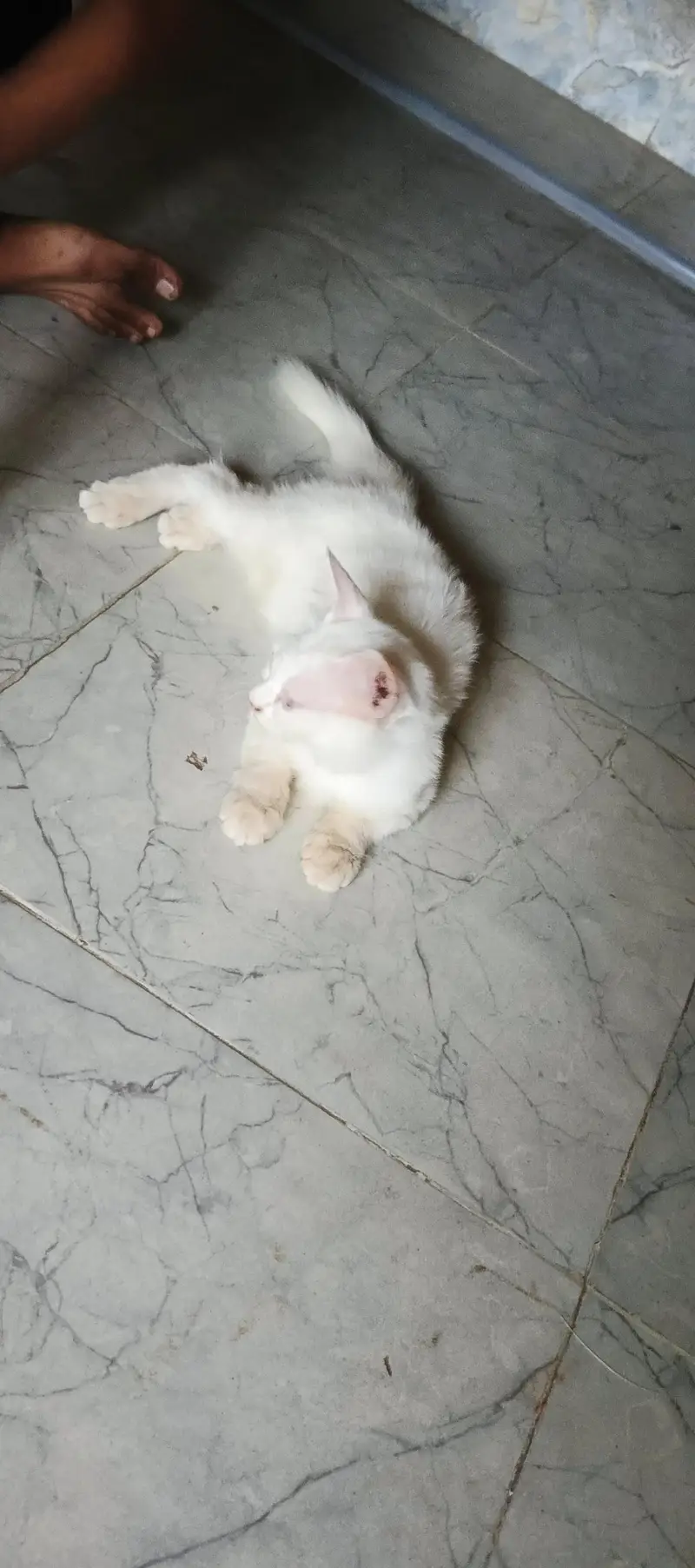 healthy kitten — photo 3