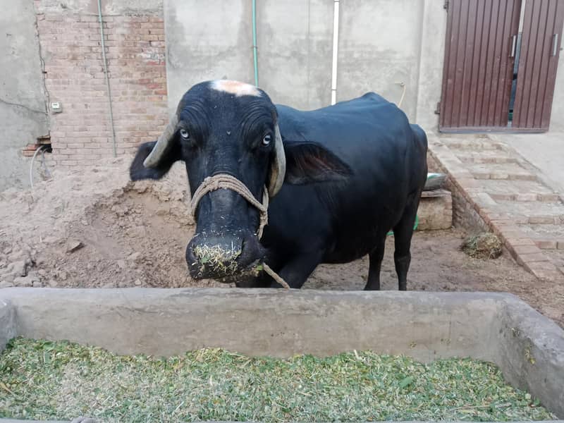 buffalo 0