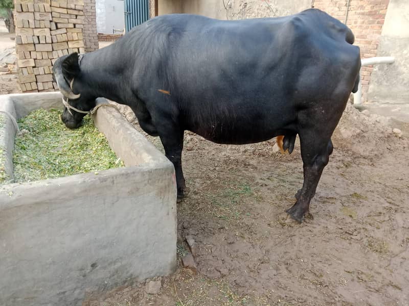 buffalo 1
