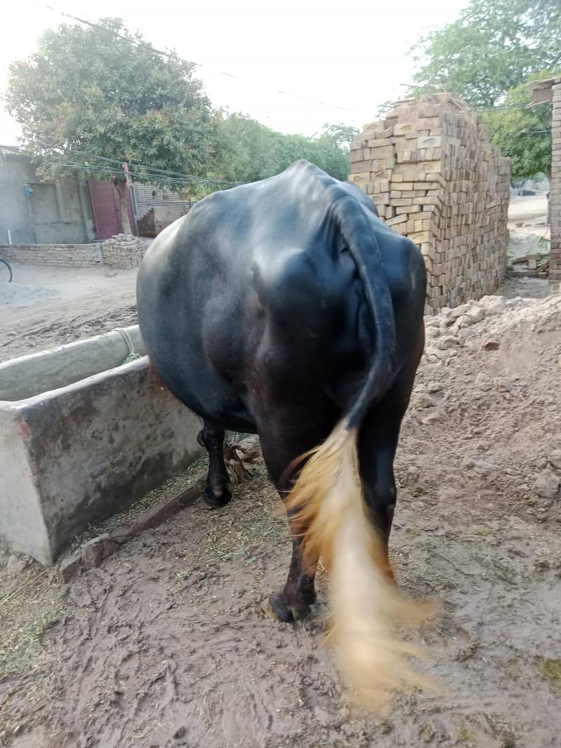 buffalo 2