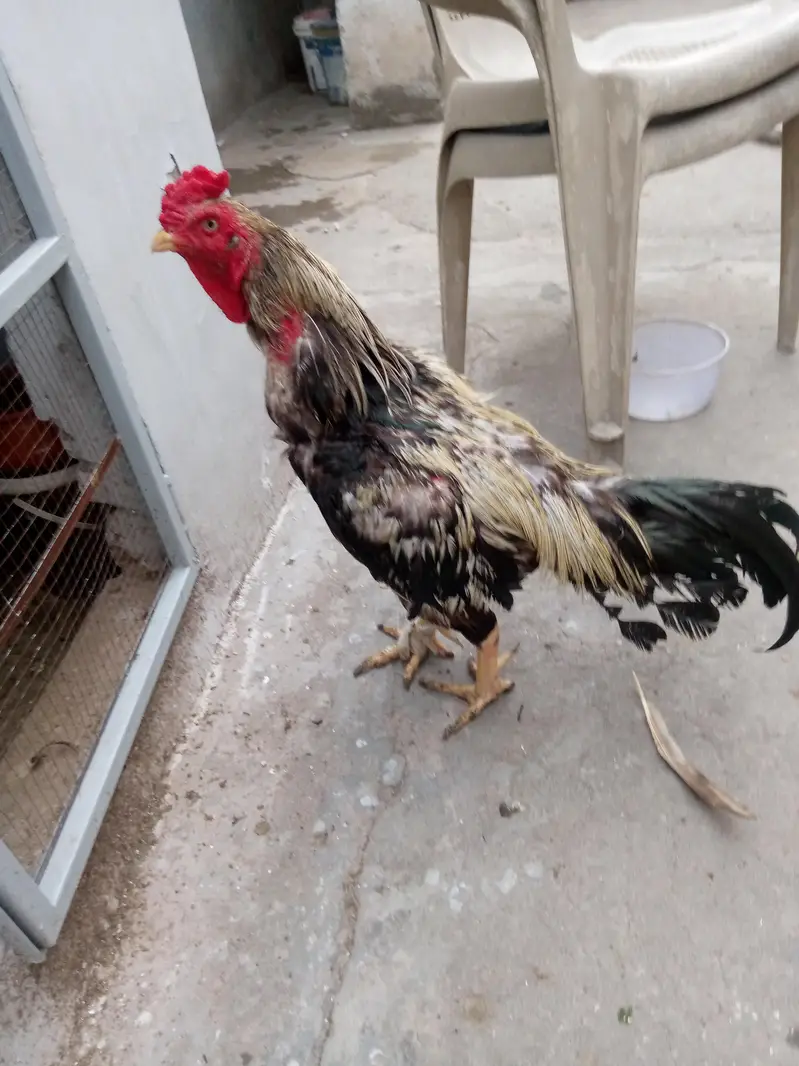 pagyara aseel Jawa murga — photo 2