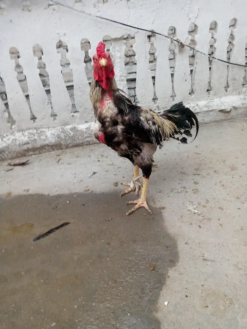 pagyara aseel Jawa murga — photo 3