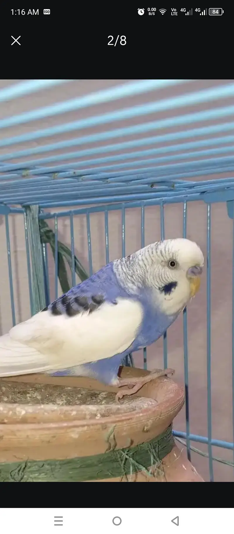 Budgies Breeder Male — photo 2