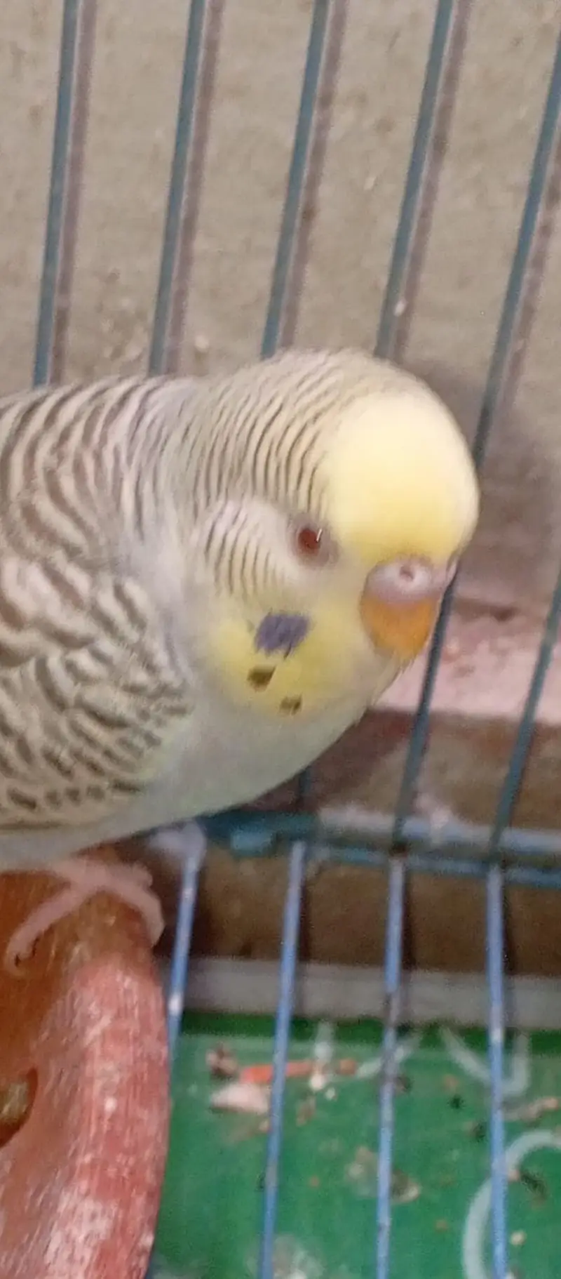 Budgies Breeder Male — photo 3