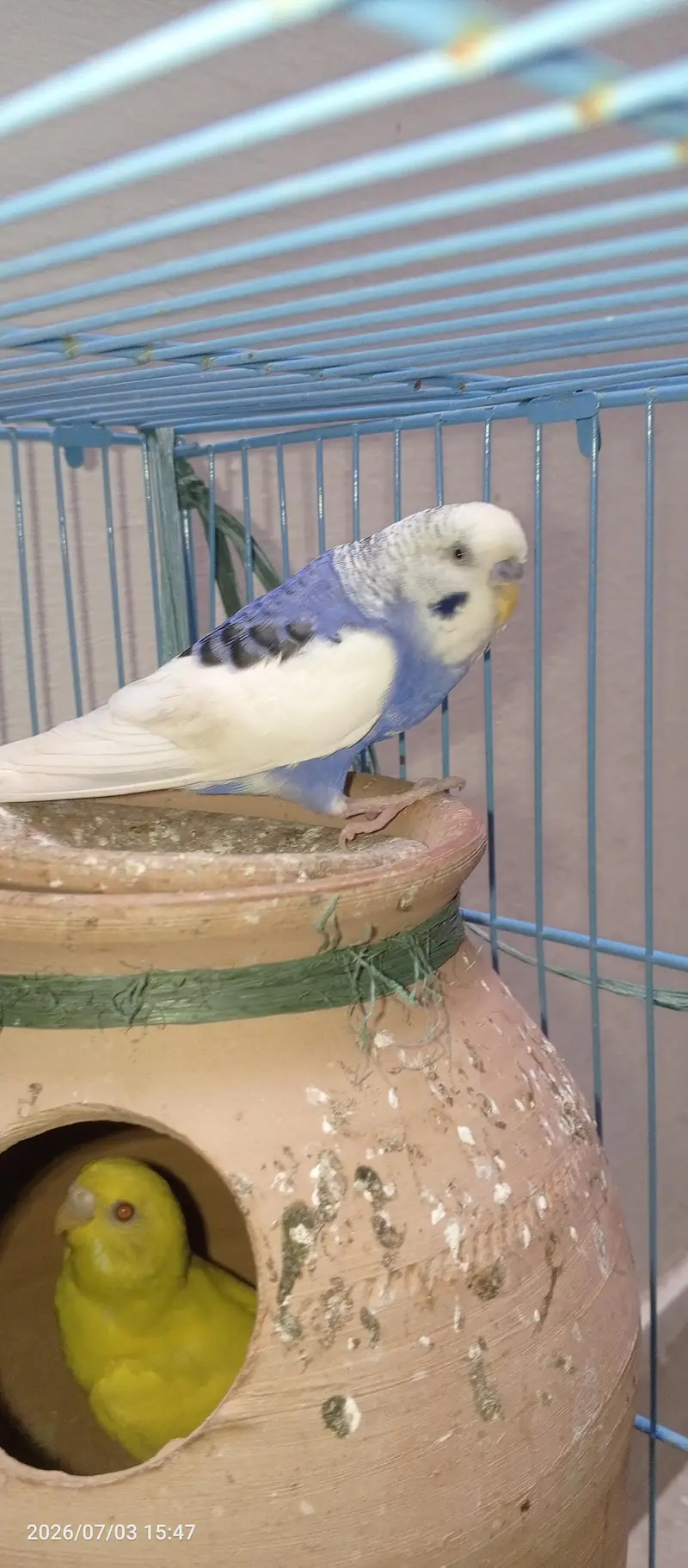 Budgies Breeder Male — photo 4