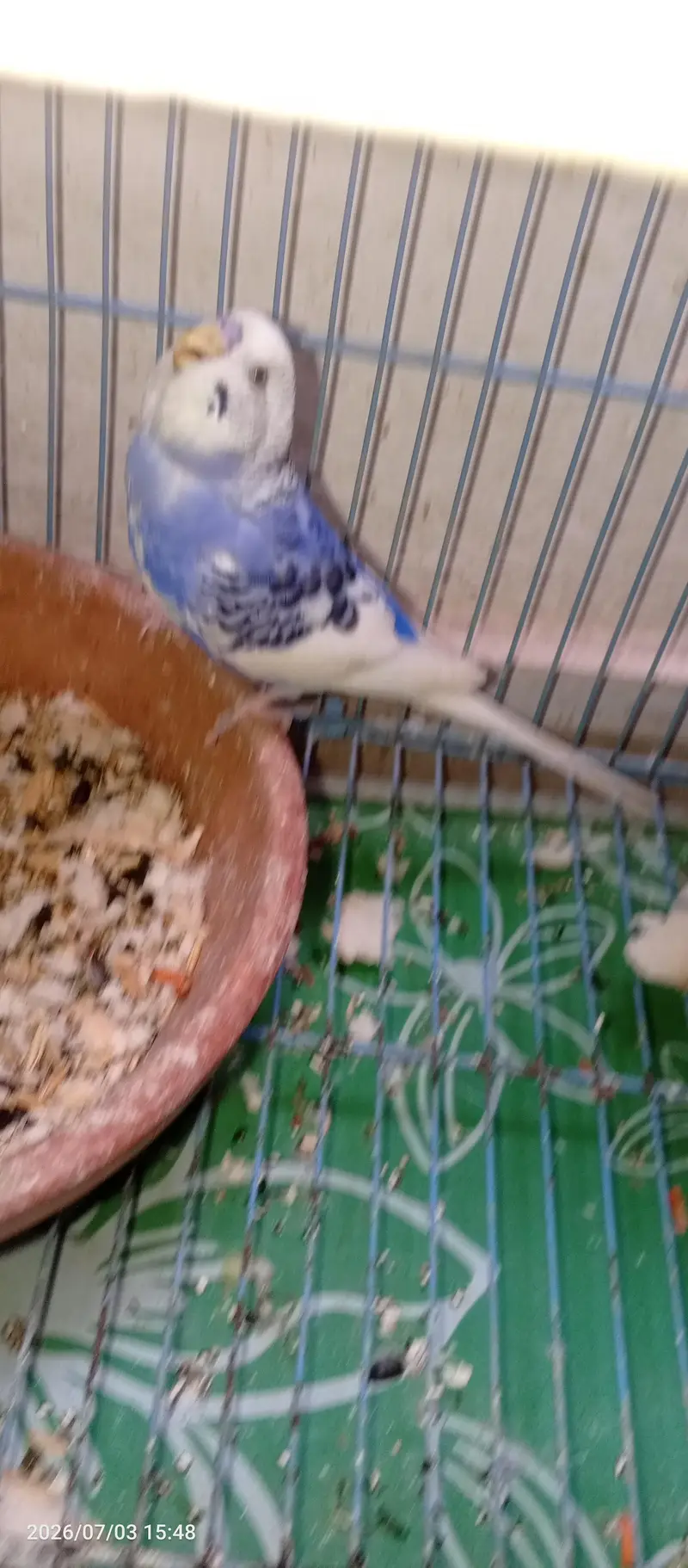 Budgies Breeder Male — photo 5