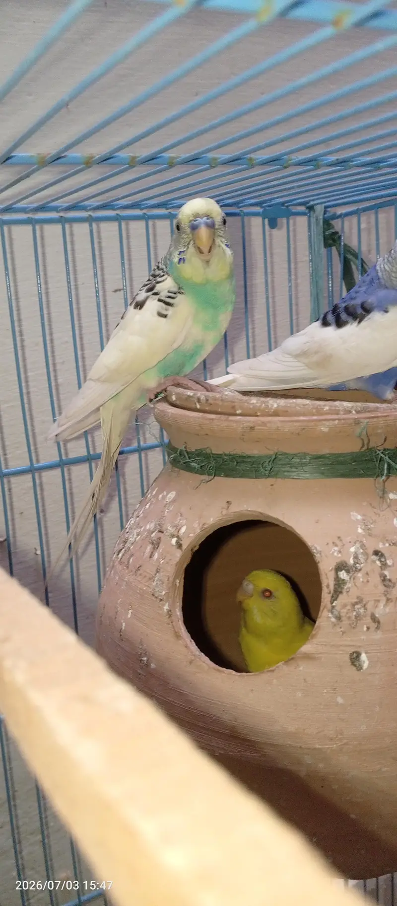Budgies Breeder Male — photo 6