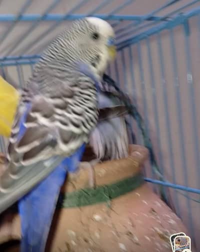 Budgies Breeder Male