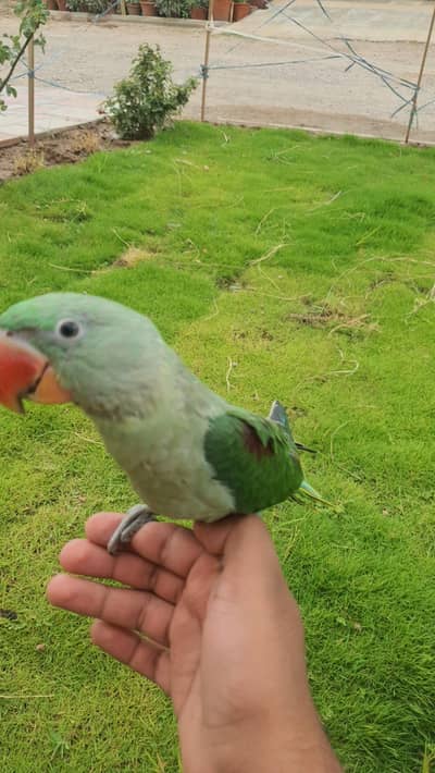 Tame Raw Parrot with Cage