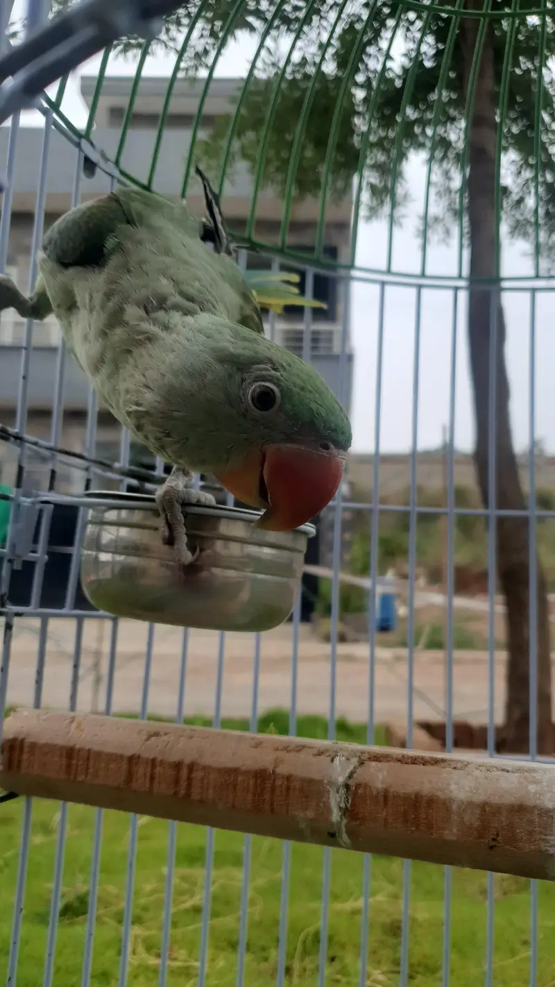 Tame Raw Parrot with Cage — photo 2
