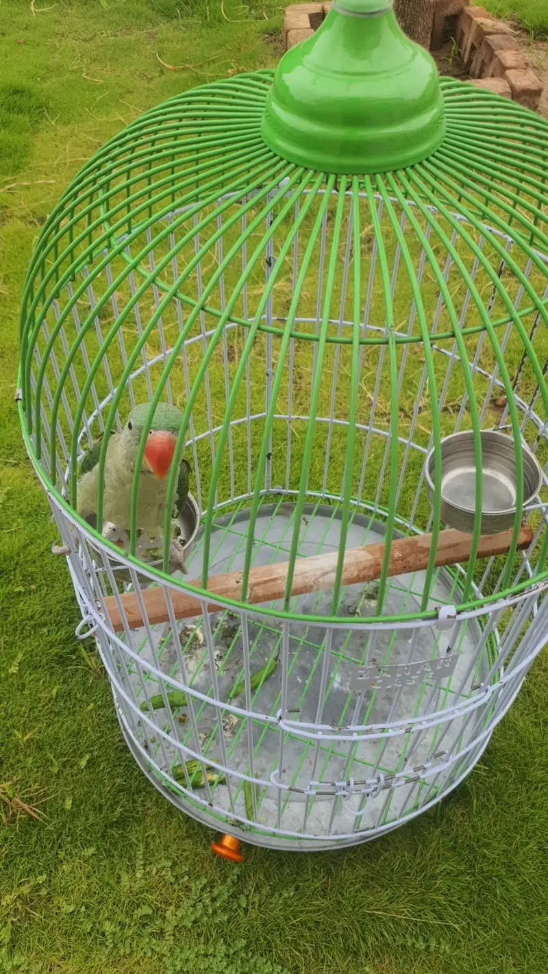 Tame Raw Parrot with Cage — photo 3