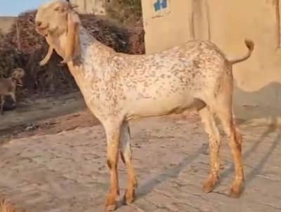 makka Chini bakra for sale WhatsApp _"03364988962