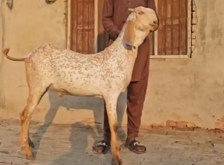 makka Chini bakra for sale WhatsApp _"03364988962 — photo 2