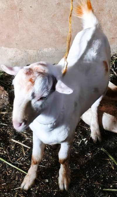 White Eyes Tedda for sale