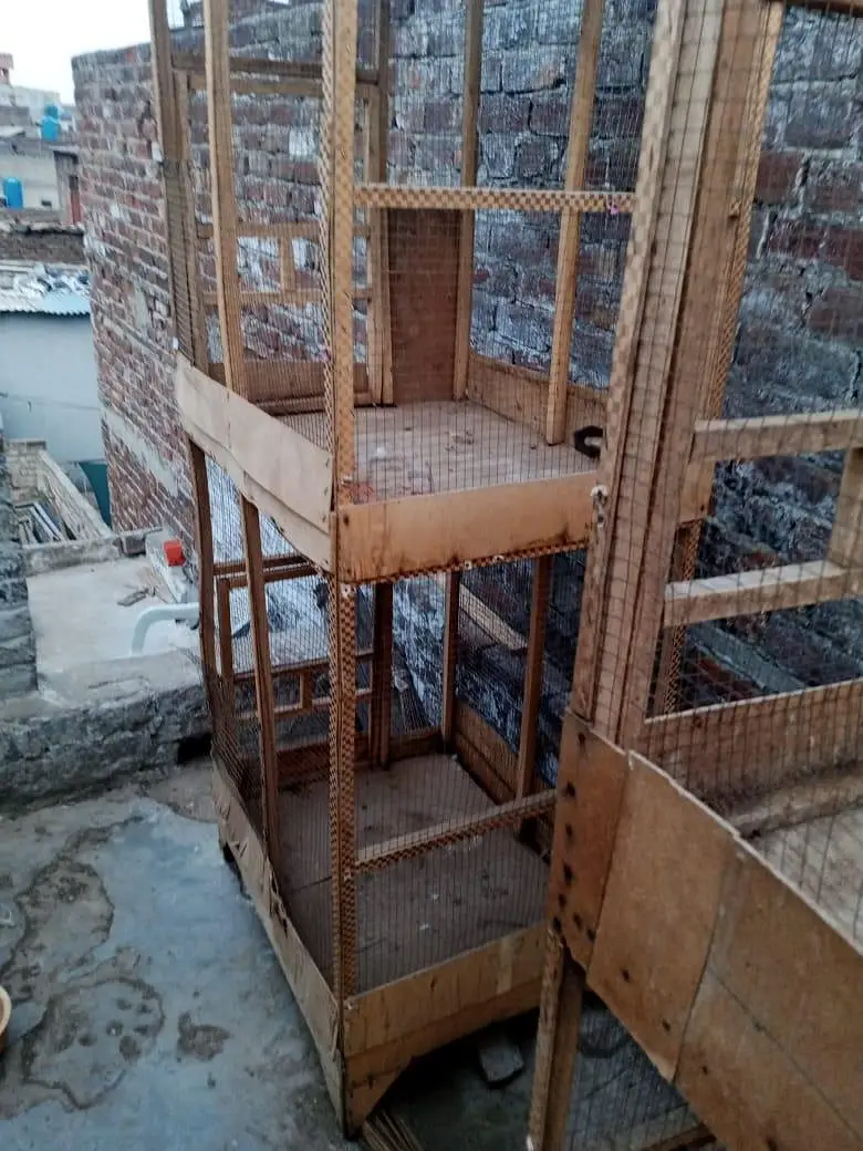 hen kage — photo 2