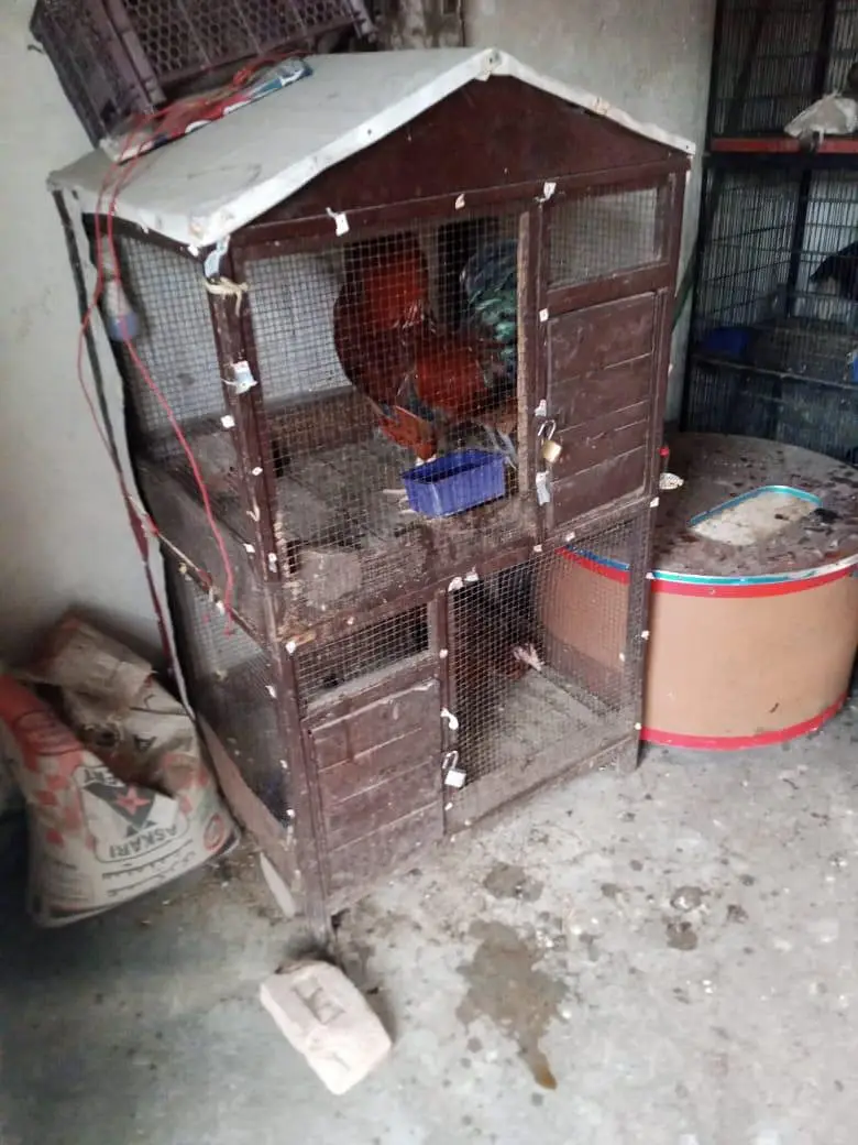 hen kage — photo 4