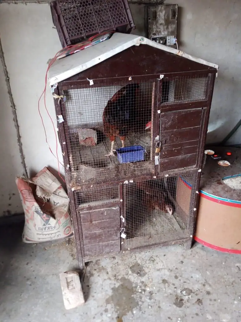 hen kage — photo 6
