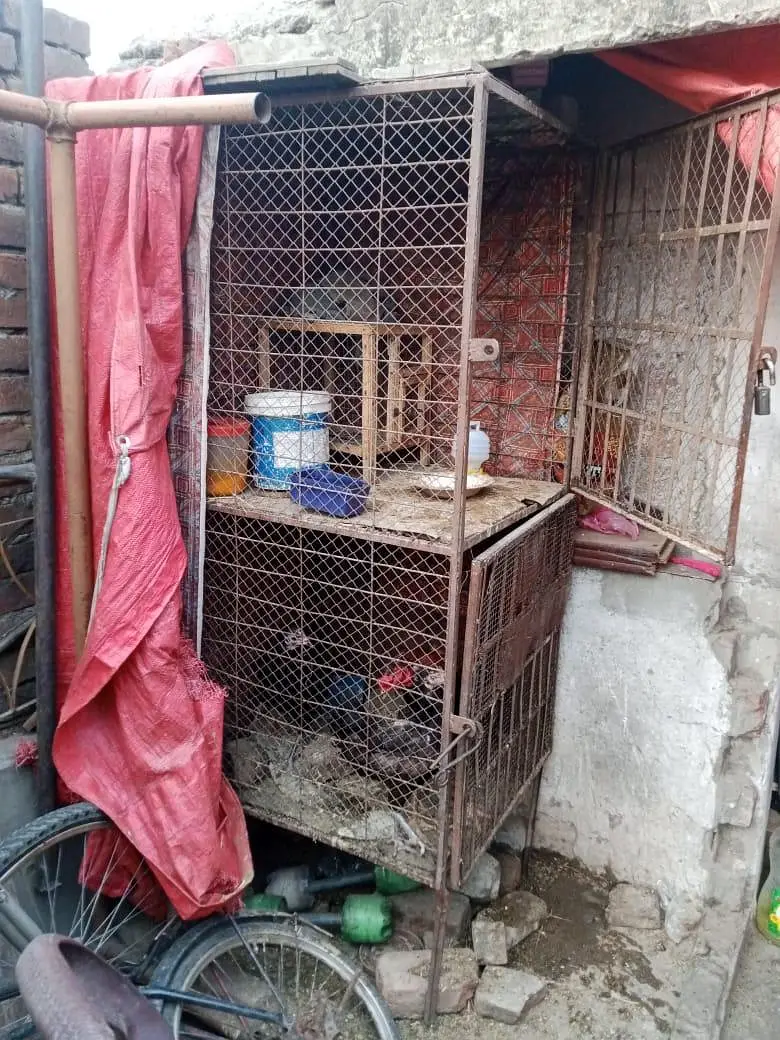 hen kage — photo 11