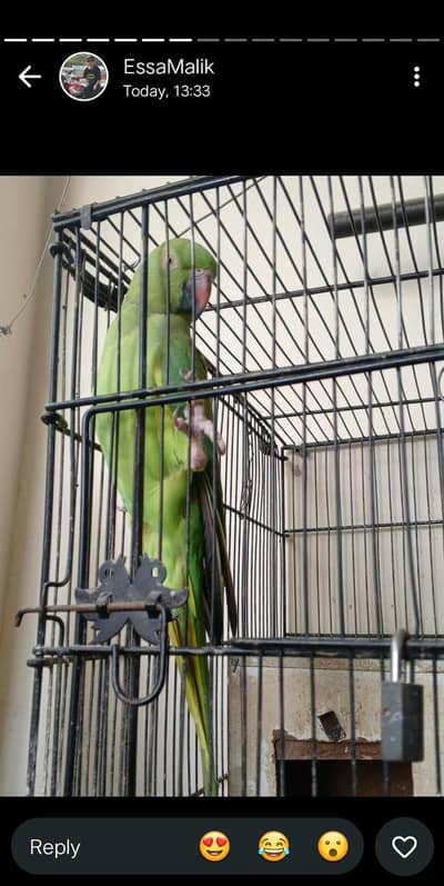Alexadian parrot