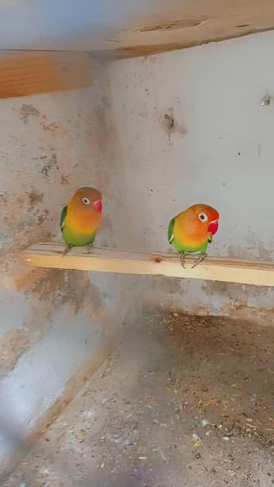 love bird pair