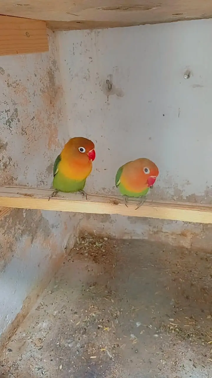 love bird pair — photo 2