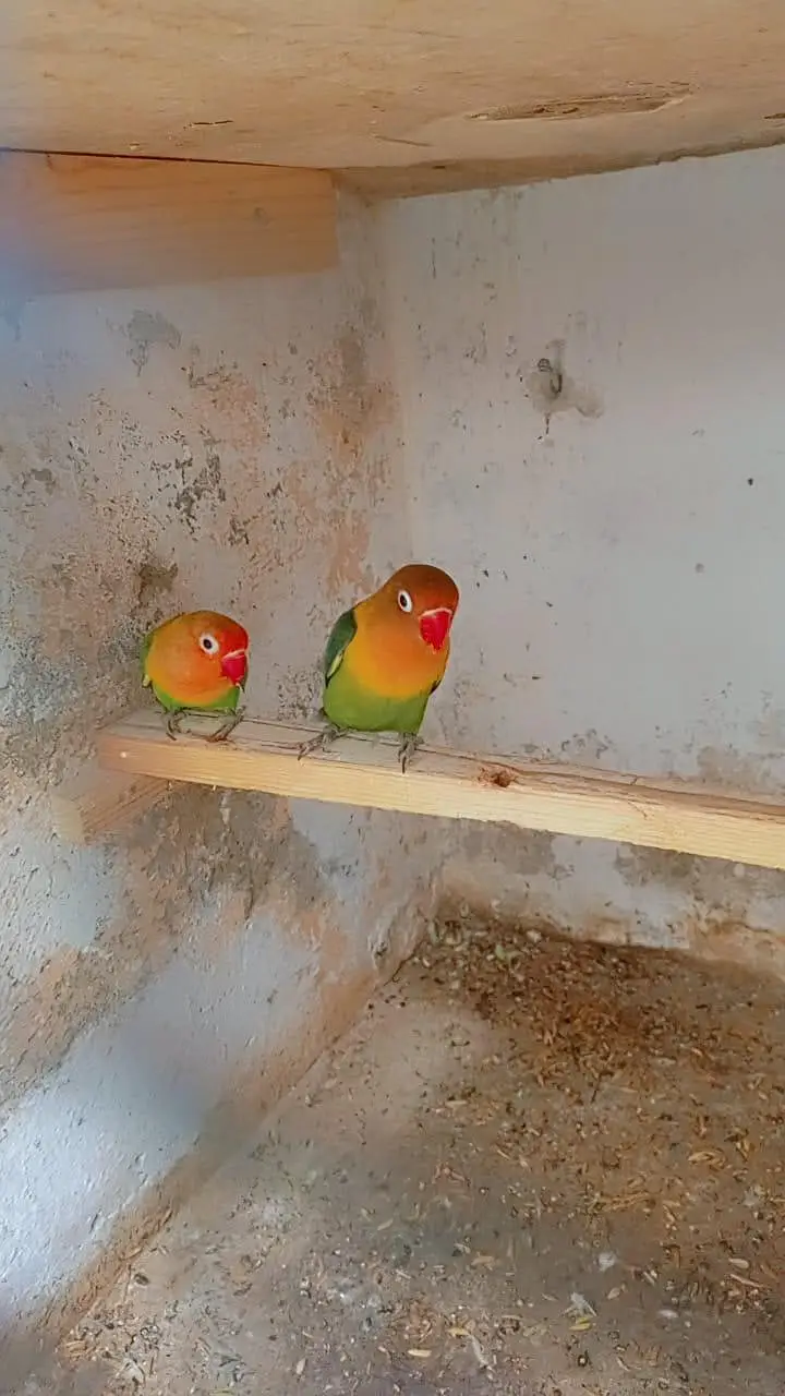 love bird pair — photo 3