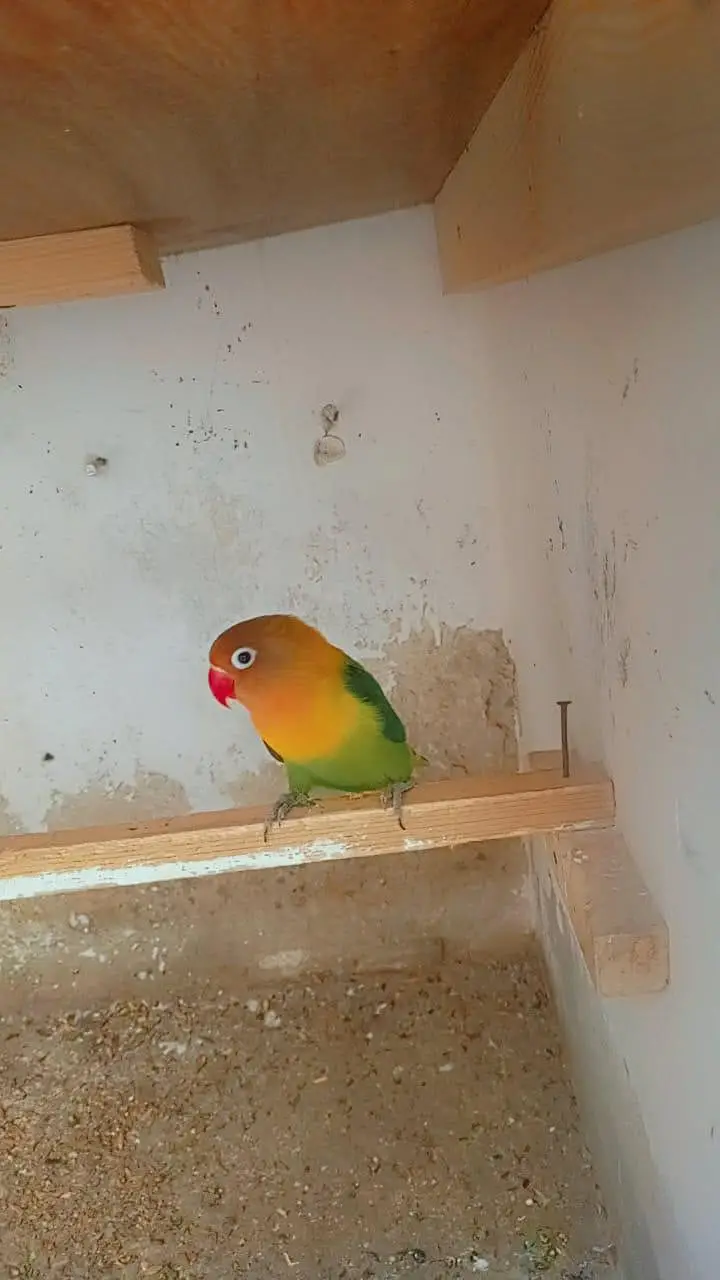 love bird pair — photo 4