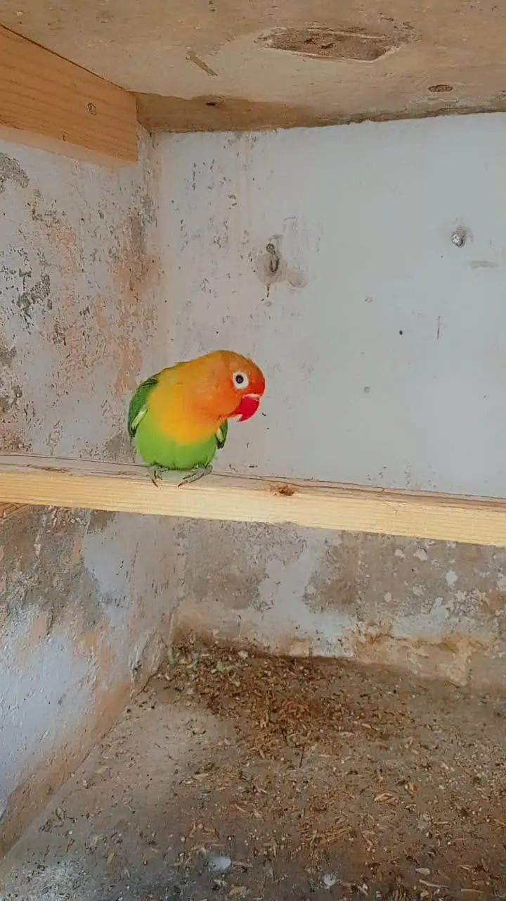 love bird pair — photo 5