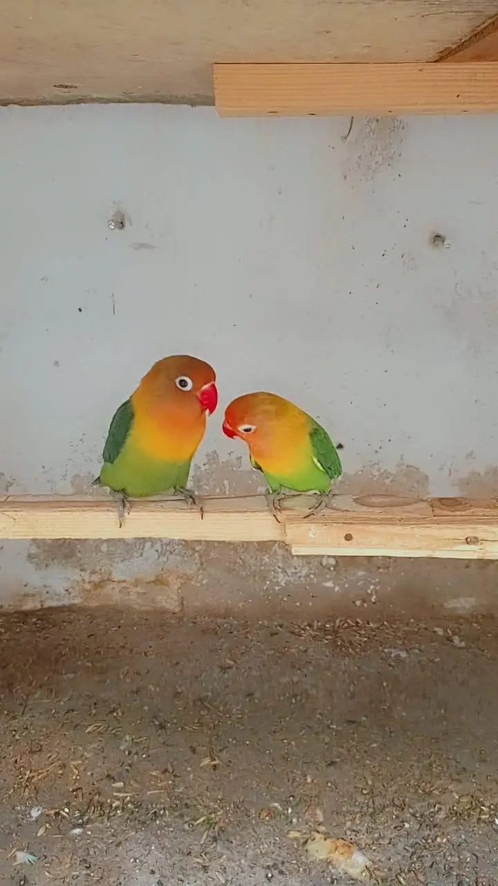 love bird pair — photo 6