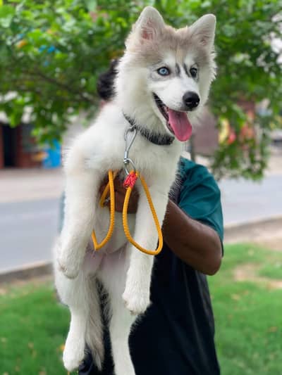 fully healthy and active husky female age 2.5 months double coat puppy