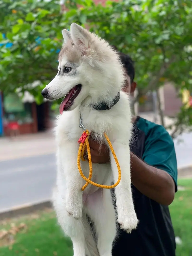 fully healthy and active husky female age 2.5 months double coat puppy — photo 2