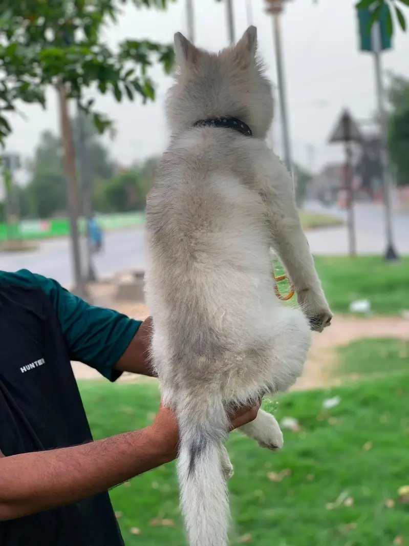 fully healthy and active husky female age 2.5 months double coat puppy — photo 3