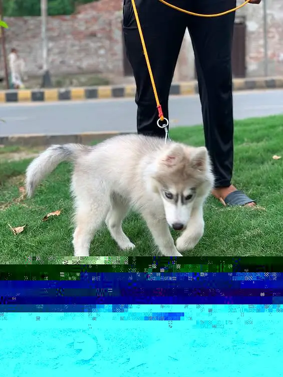 fully healthy and active husky female age 2.5 months double coat puppy — photo 4