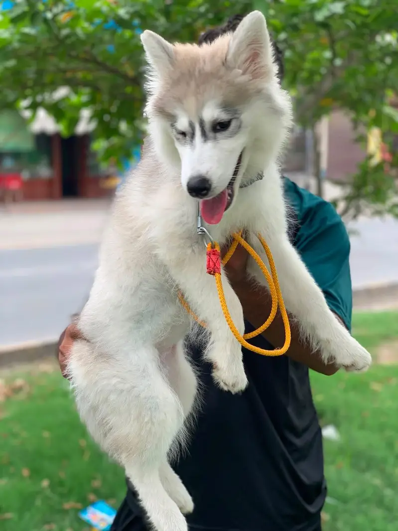 fully healthy and active husky female age 2.5 months double coat puppy — photo 5