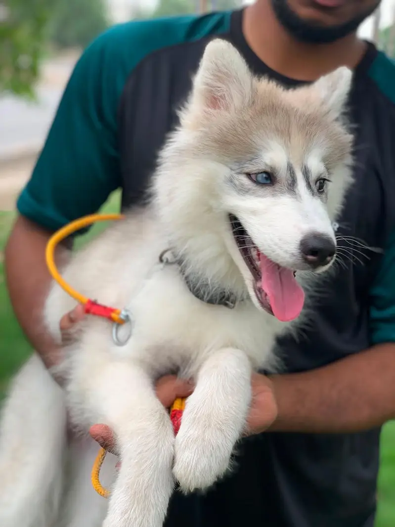 fully healthy and active husky female age 2.5 months double coat puppy — photo 6