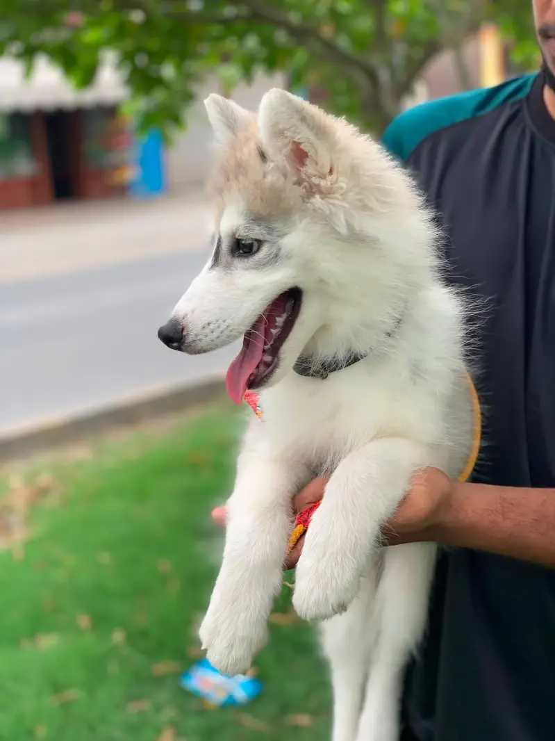 fully healthy and active husky female age 2.5 months double coat puppy — photo 7