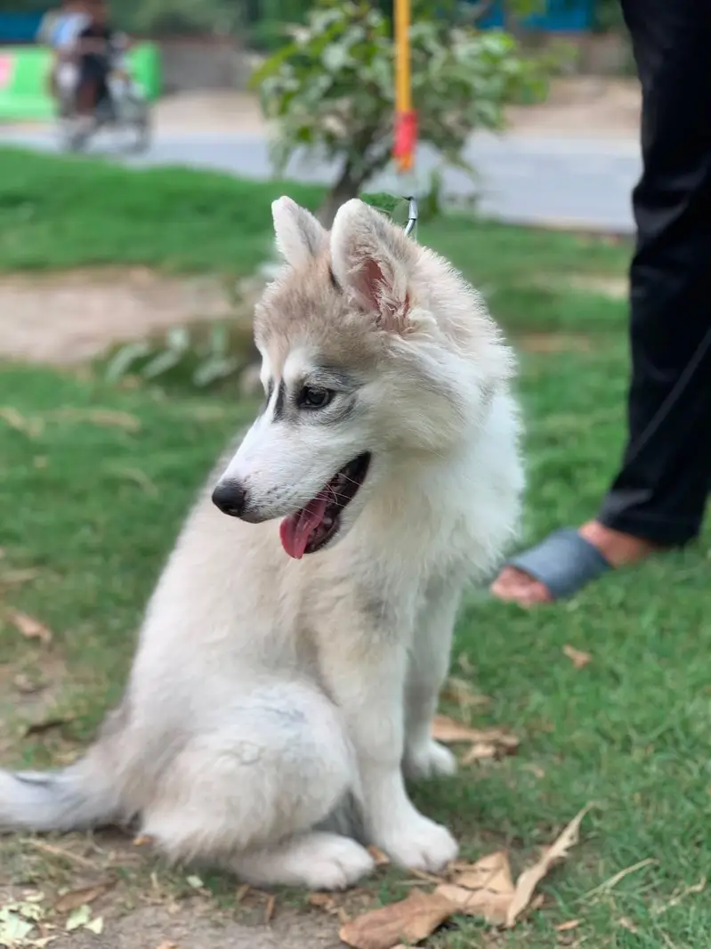 fully healthy and active husky female age 2.5 months double coat puppy — photo 8